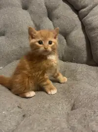 Orange and white kitten 
