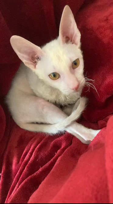 Cornish Rex Kittens in Cats & Kittens for Rehoming in North Bay