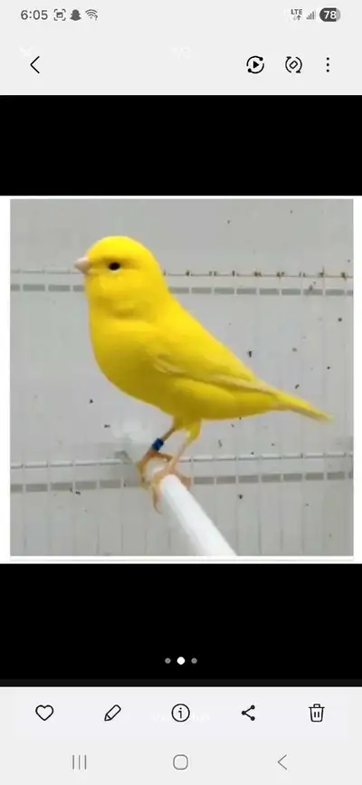 Canaries For Sale!, View more