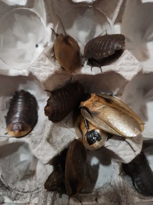 Discoid Roaches - Reptile and Poultry Feeders in Reptiles & Amphibians for Rehoming in Moncton - Image 9