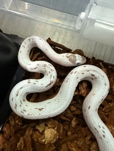 Palmetto corn snake , View more