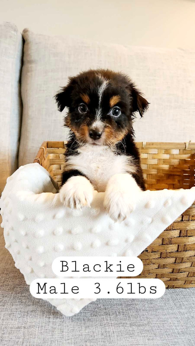 Purebred Miniature Australian Shepherd Puppies in Dogs & Puppies for Rehoming in Chilliwack