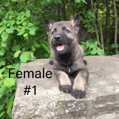 Working Line German Shepherd Puppies - Dark Sable Puppies They have arrived! 6 little cuties ready f...