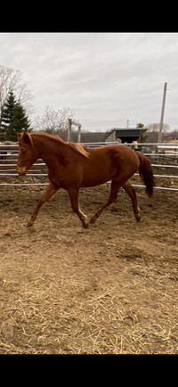 2 year old Quarter Horse x Gelding 