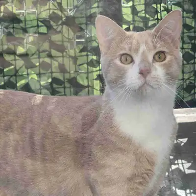 A cat that needs a new home, View more
