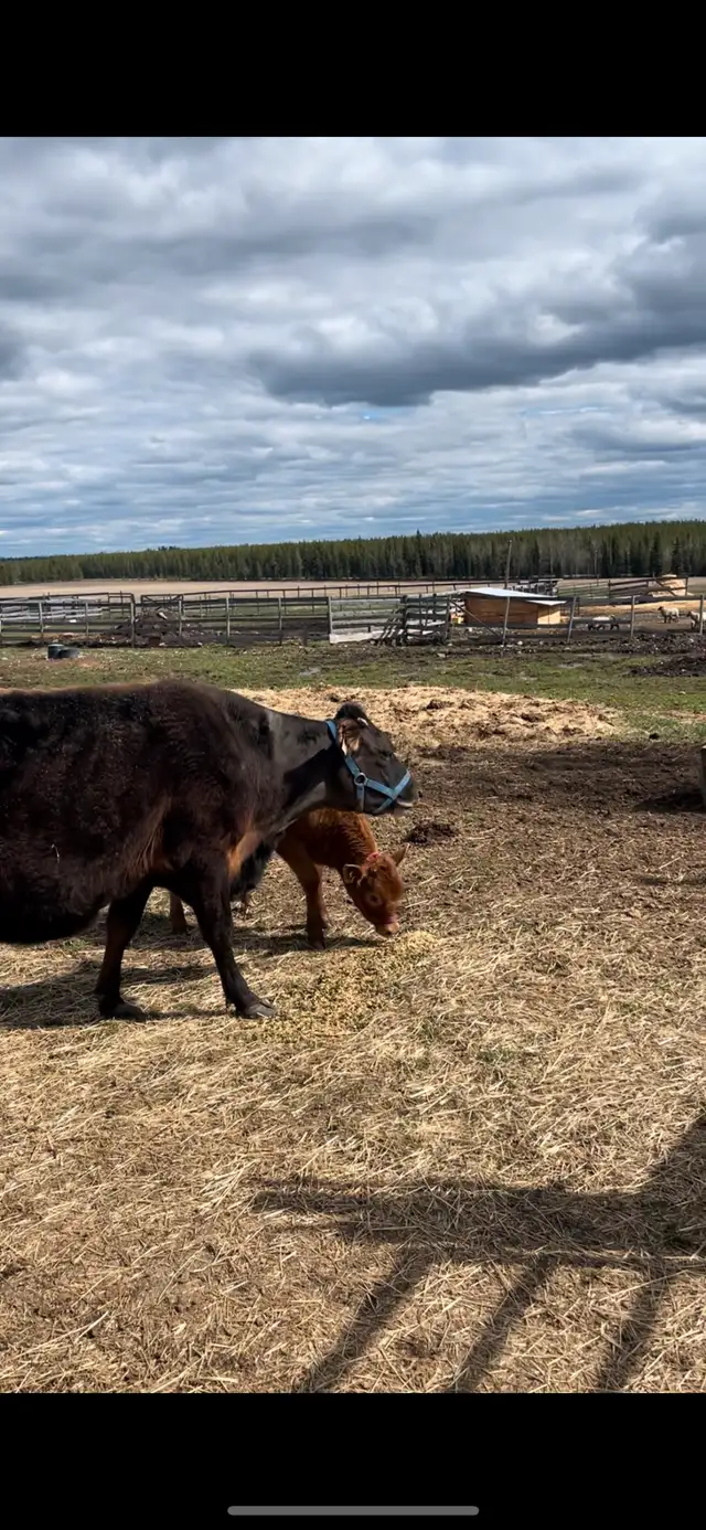 mini jersey heifer calf in Livestock in Vanderhoof - Image 4