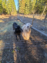 Sheep. 1 Ewe, 1 Ram plus 3 male lambs