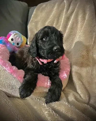 Miniature Whoodle (Wheaten & Toy Poodle) female puppy. Gorgeous black girl with sun bleached brown g...