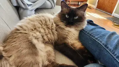 2 year old male Ragdoll, View more