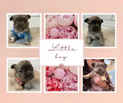 French bulldog, View more