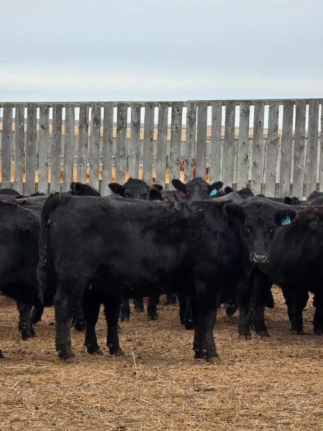 Fancy Black Angus Bred Heifers in Livestock in Saskatoon - Image 3