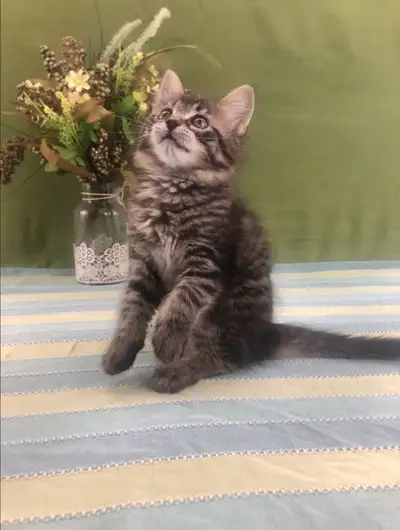 Maine Coon - Good For Family Life, View more