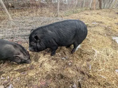 Boar kune kune, View more