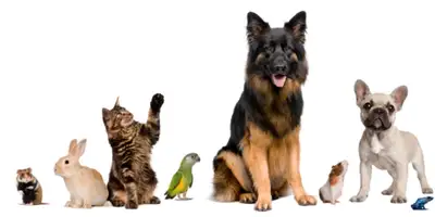 PAWSITIVE PETCARE / DOGGY DAYCARE / OVERNIGHT CARE / BOARDING / , View more