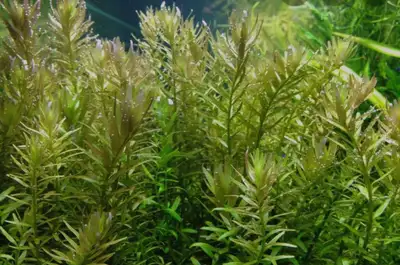 rotala rotundifolia Aquarium plant, View more