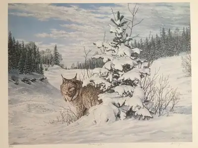 Print Picture - Northern Lynx by Ken Cooper, View more