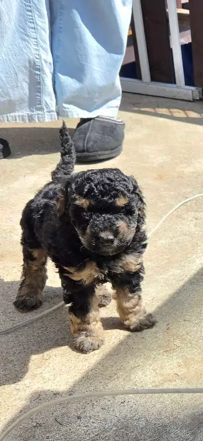 chiot cockapoo a vendre, View more