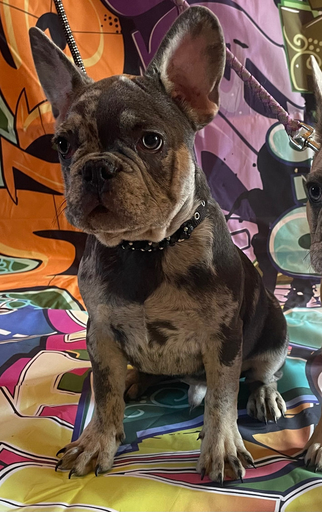 French Bulldog Puppies in Dogs & Puppies for Rehoming in Edmonton