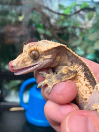 Friendly and beautiful crested gecko