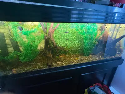 Aquarium + élevage avec poissons et accessoires, View more