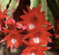 Cactus, holiday plant, holiday cactus, Easter cactus, in
