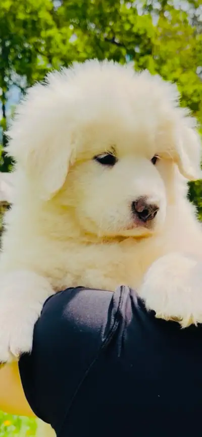 Great Pyrenees puppies beautiful like ( PUREBRED)., View more