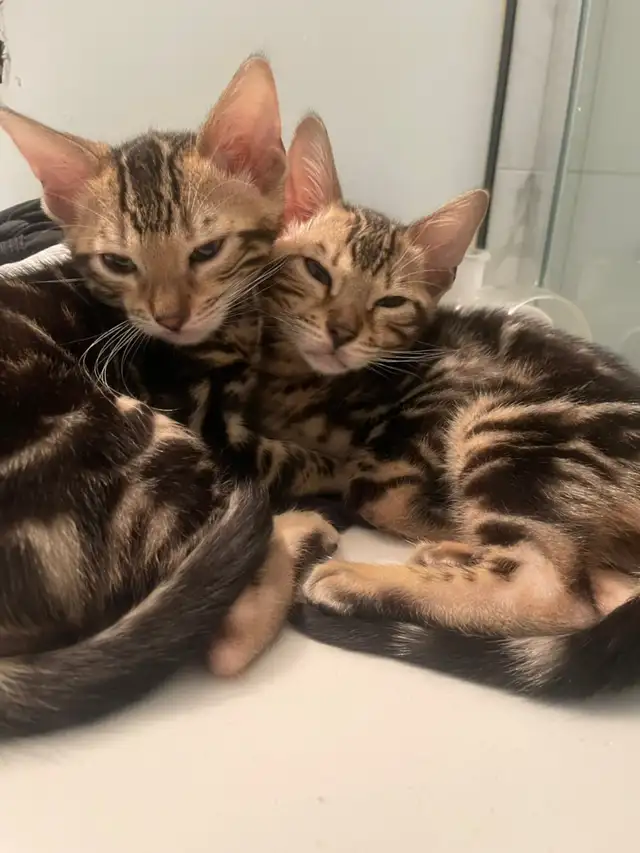 chatons bengals in Cats & Kittens for Rehoming in Laurentides - Image 8