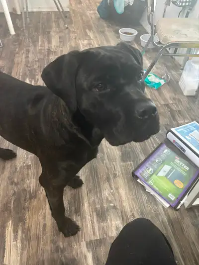 Cane corso English mastiff, View more
