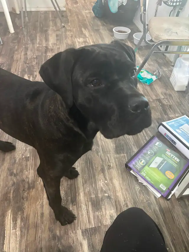 Cane corso English mastiff in Dogs & Puppies for Rehoming in Saskatoon - Image 2