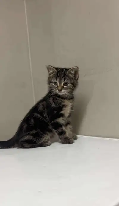 male and females kittens , View more