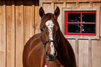 2 year old Quarter Horse Stallion 