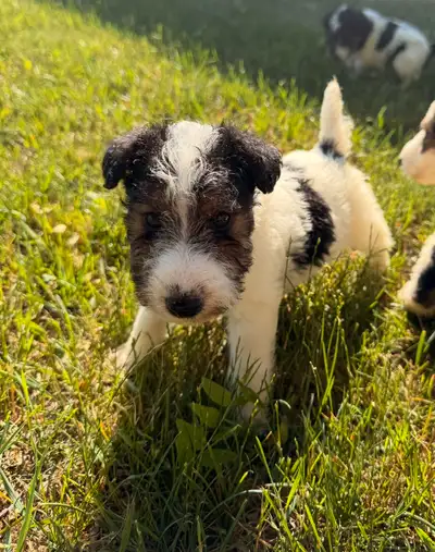 Fox Terrier Puppies, View more
