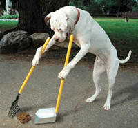 Dog waste removal & yard cleaning services available 