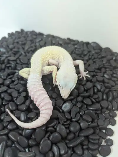 This beautiful male was produced by Gecko Co Toronto. He comes with his certificate card from origin...