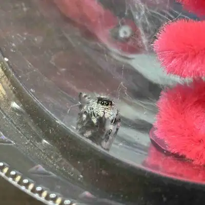 Regal Jumping spiders  FOR SALE, View more