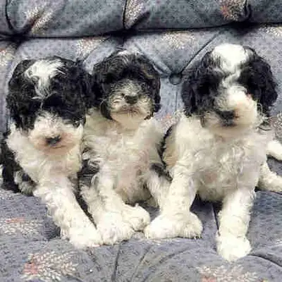 CHIOTS TOY/MINI CANICHES POODLES, View more