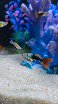 Guppy aquarium fish