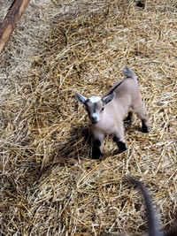 Baby pygmy goats