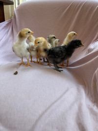 2 week old chicks 