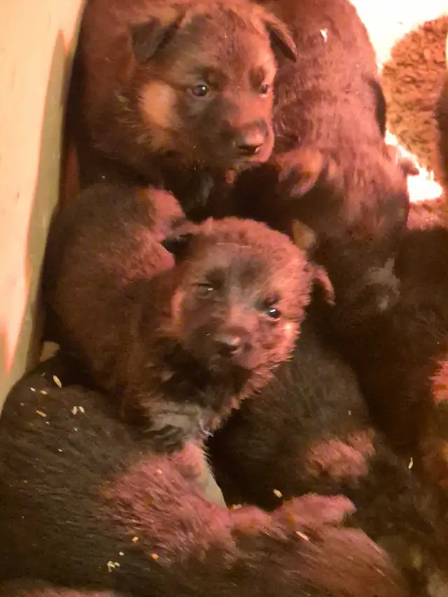 Puppies german shepherd/ Chiots berger allemand in Dogs & Puppies for Rehoming in Moncton - Image 2