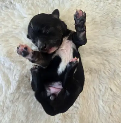 Long Haired Tri-Coloured  Chihuahua Pups!, View more