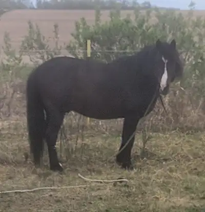 Horse trailer, saddles and Registered Quarter pony Stud horse throws rare colored babies. Open to of...