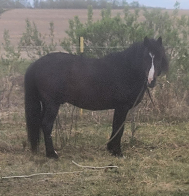 Saddles for sale,horse gear, horse trailer,and horse in Equestrian & Livestock Accessories in Edmonton