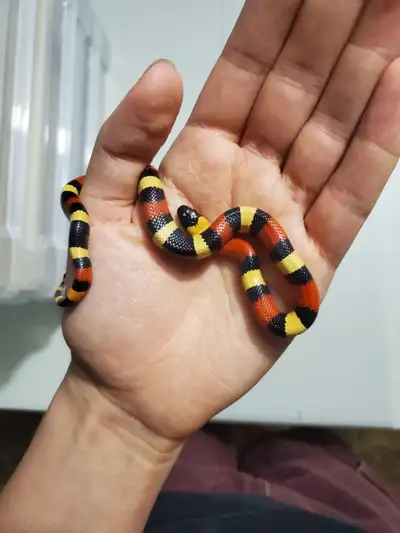 The Pueblan Milk Snake is a slender-bodied snake with a striped color pattern and an average length...