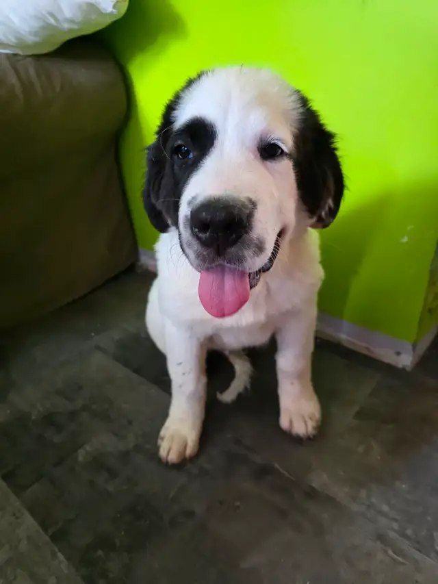 Chiot Terre-Neuve / Saint-Bernard - Vacciné / Vermifugé / Microp in Dogs & Puppies for Rehoming in Drummondville - Image 9