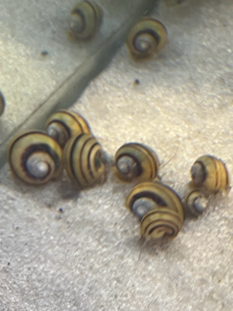 spixi Snails hydra eating snails Fish for Rehoming Markham / York