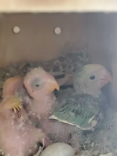 SITTING FOR PETS,LIVESTOCK CARE and HOME SITTING/CLEANING, View more