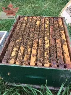 ORDER NOW! Taking orders for 4 frame nucleus colonies which are full of bees with two frames of broo...