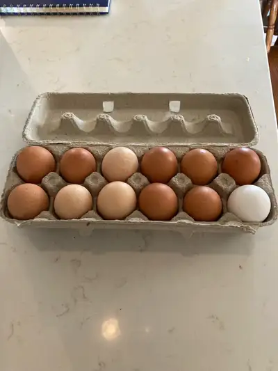 Farm fresh free range medium to larger size eggs unwashed 5$ dozen Located in between Watford and Fo...