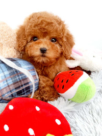 Toy Tiny poodle puppies